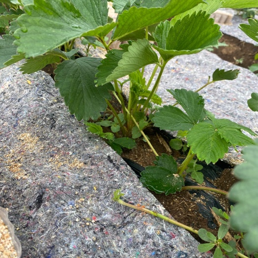 东港市红颜草莓苗 丹东99草莓苗子