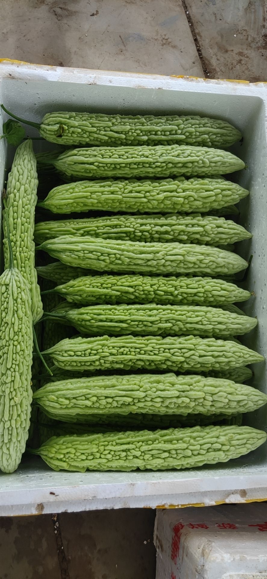  白玉苦瓜，个头匀称，价格美丽，基地直发