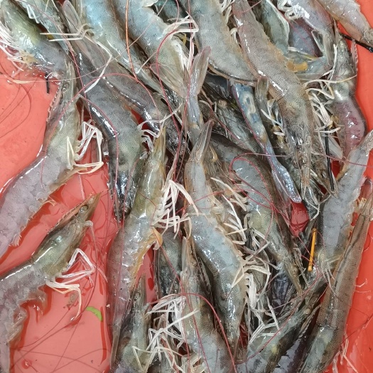 合浦县对虾海量批发价格不同