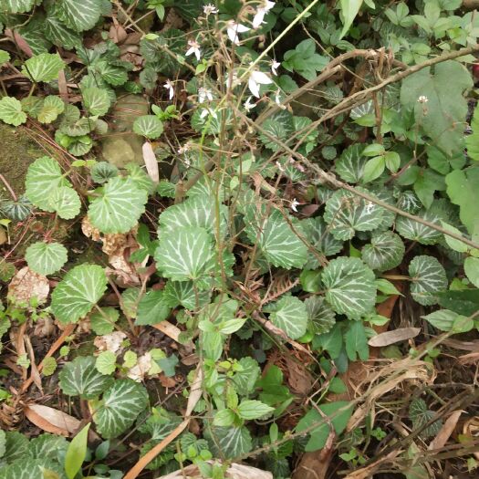 绥阳县 纯虎耳草40一公斤