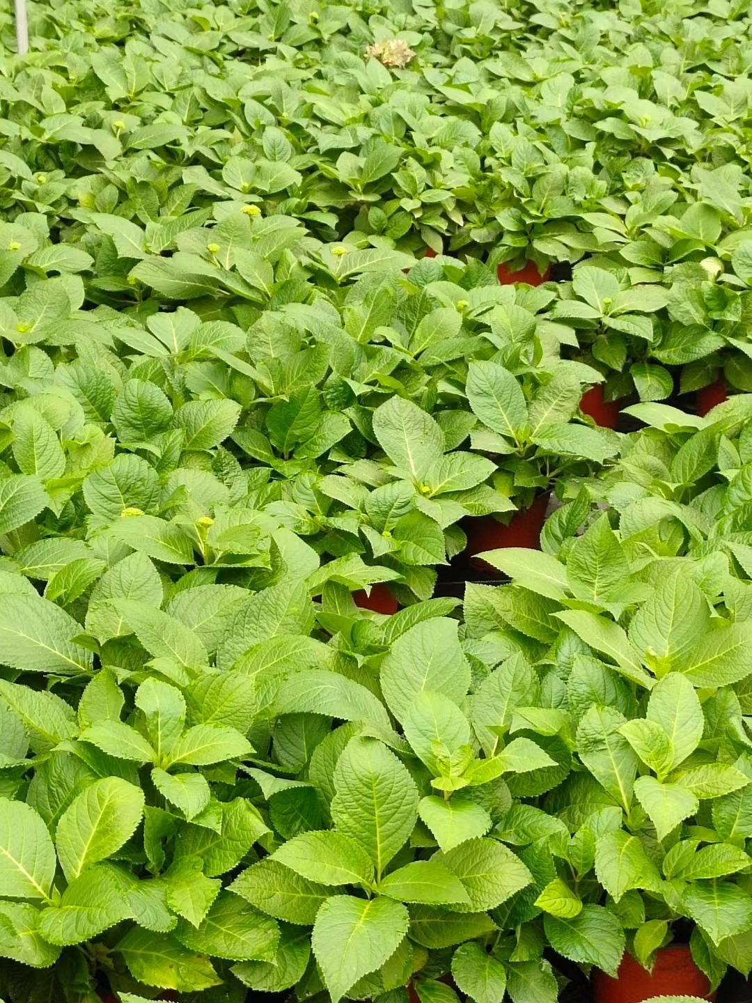  自产自销各种规格无尽夏绣球