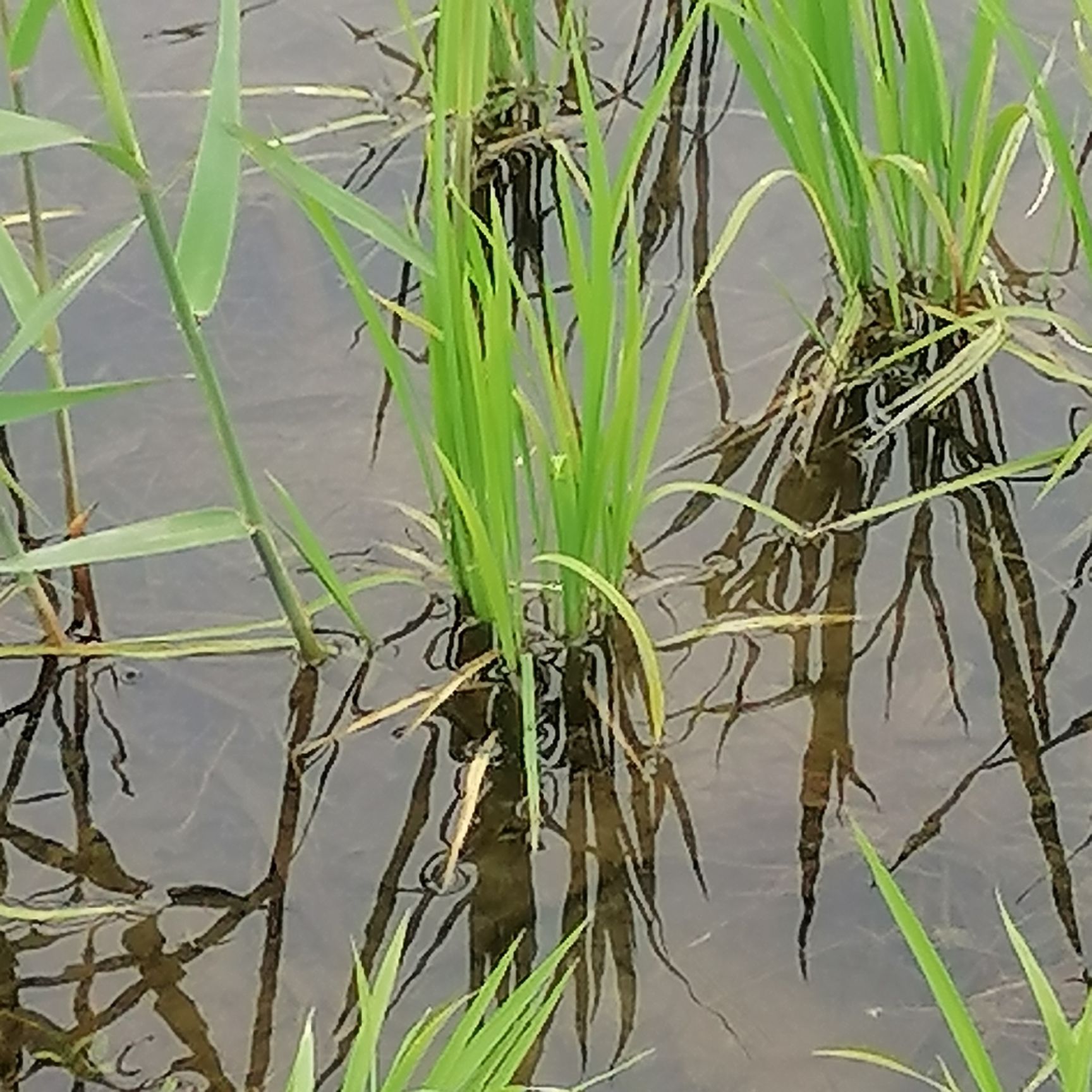粳米  延边农家大米，和龙东城大米，不抛光不打蜡，不加香精，保留营养