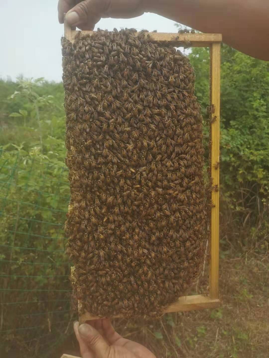  蜜蜂