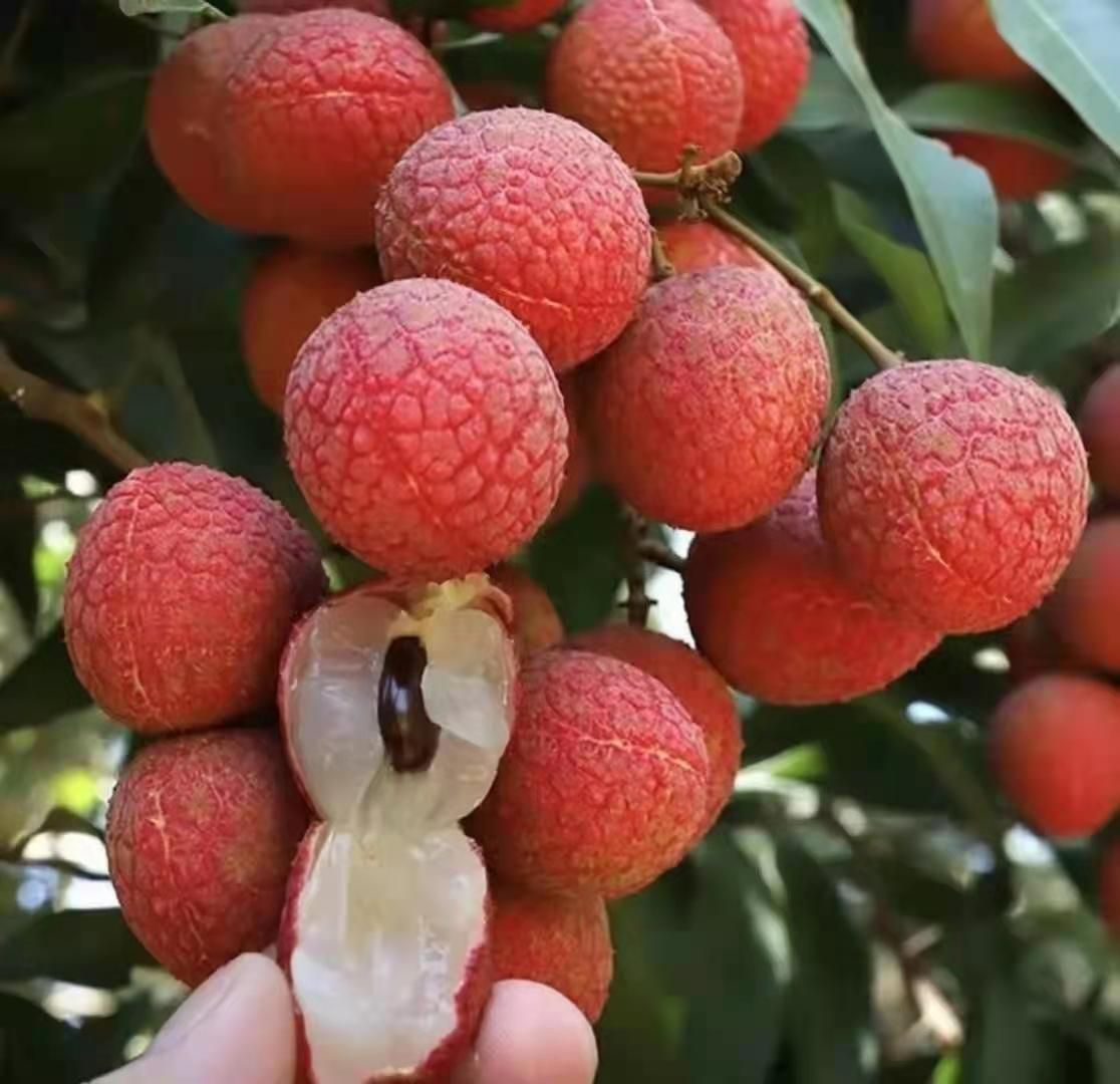 福建黑叶荔枝，货好价格便宜，有需要的抓紧联系