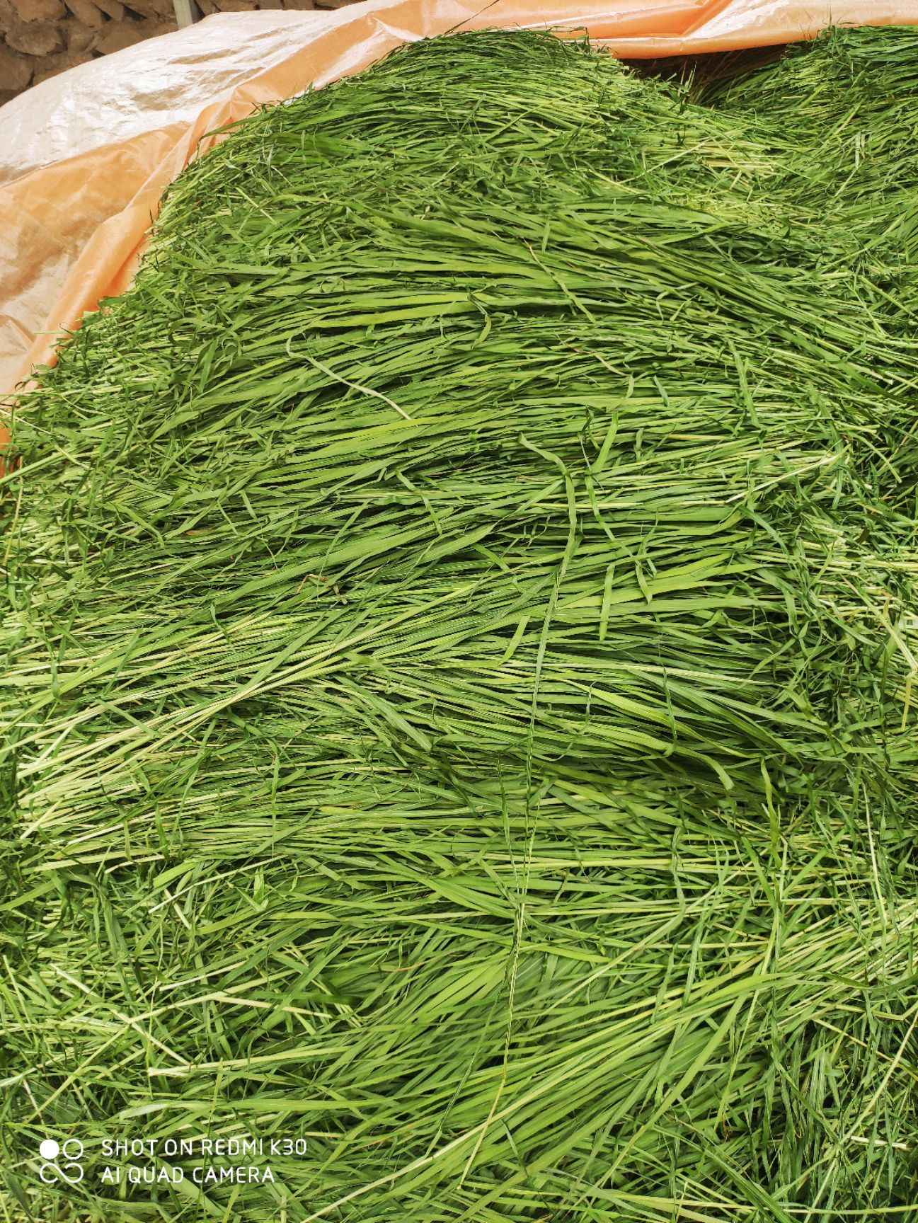 23年烘干提摩西草牧草、兔子、荷兰猪、龙猫口粮5斤包邮