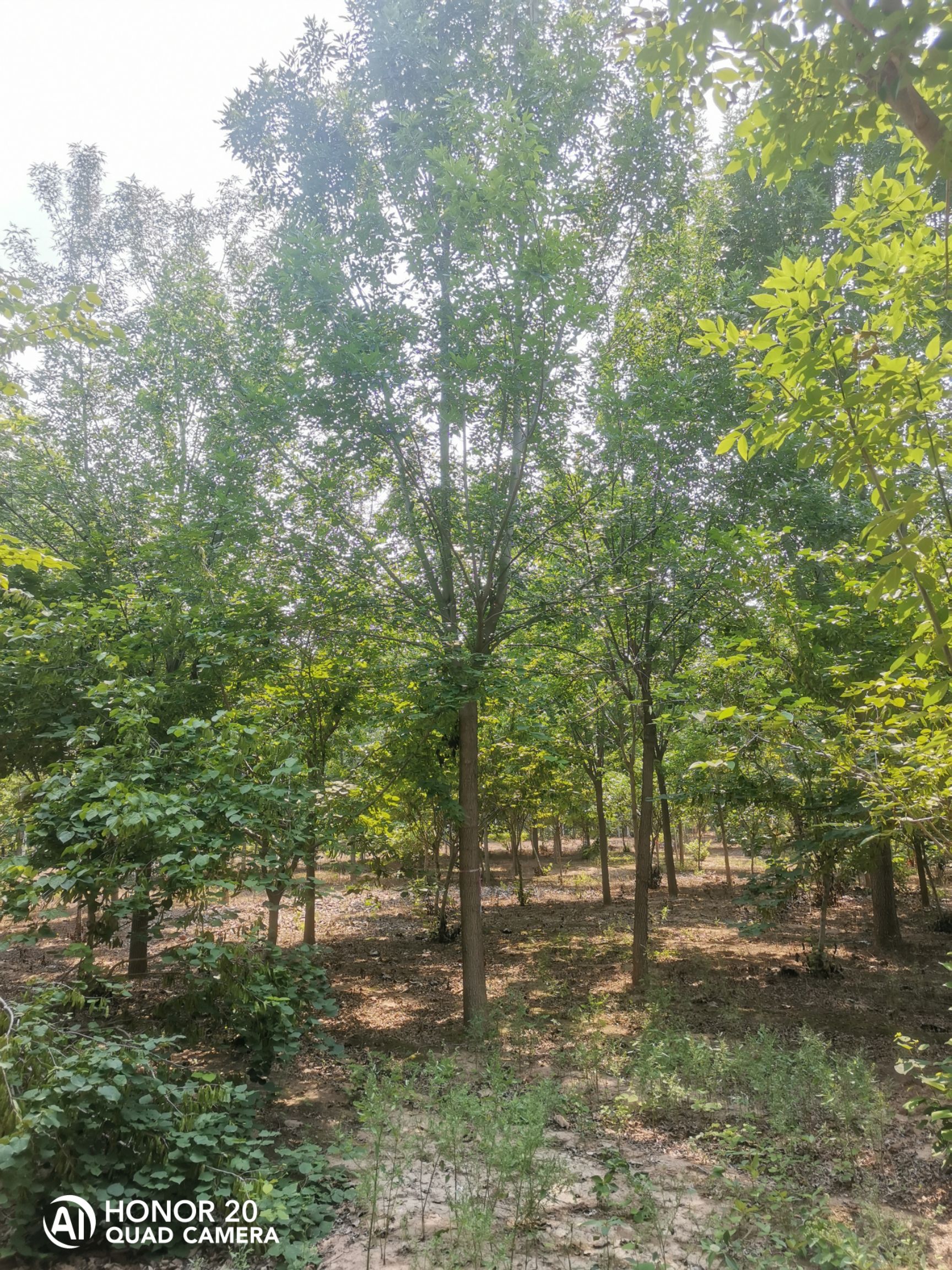 速生白蜡  16-18-20白蜡树