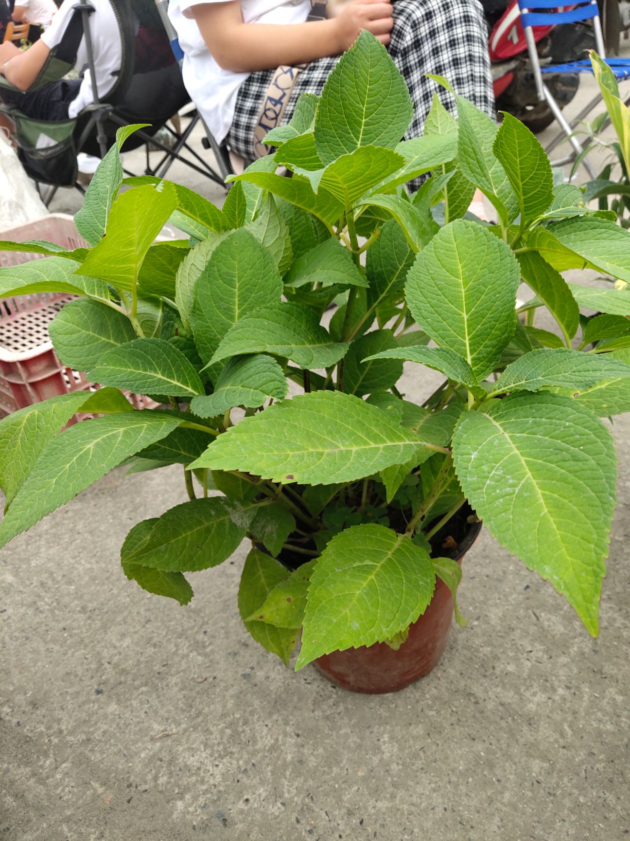  自产自销各种规格无尽夏绣球