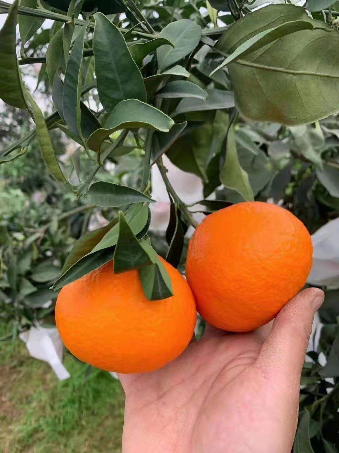 复合微生物菌剂，厂家直销，货源充足