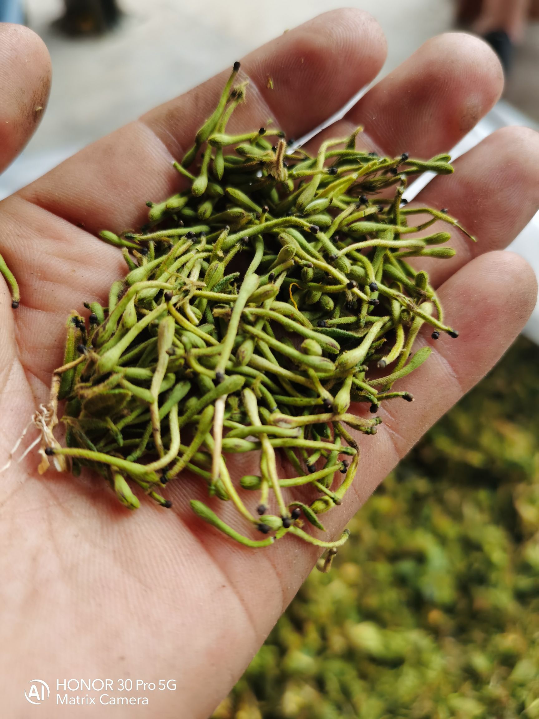  贵州金银花山银花统货产地产销药厂专用药花常年有货质量保证