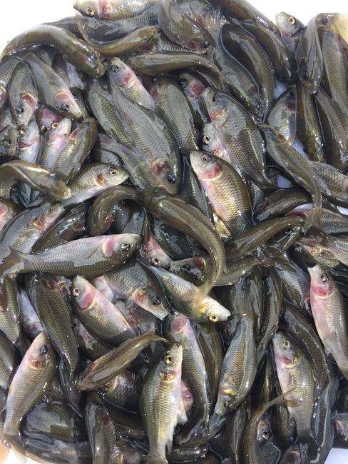 鲤鱼苗  禾花鲤鱼