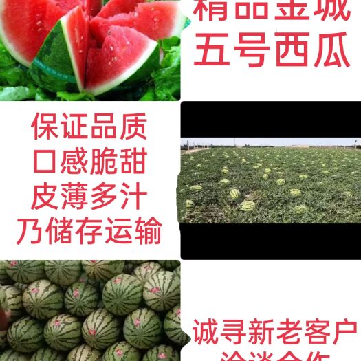 中卫现货上市宁夏硒砂瓜金城5号西瓜双红瓤皮薄多汁产地直供规格齐全