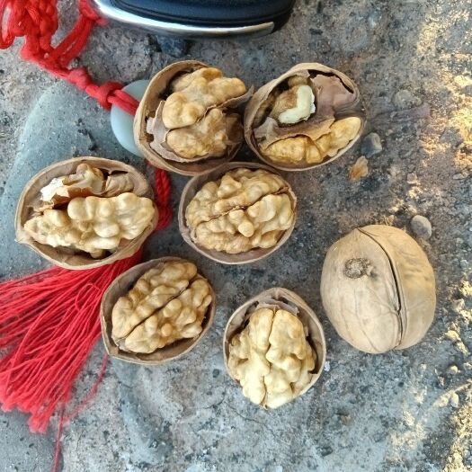 阿瓦提县 阿克苏核桃皮薄肉厚。