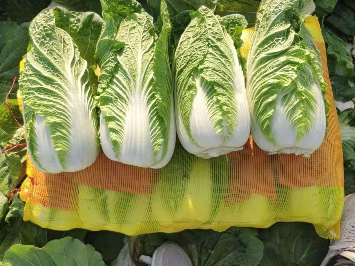 黄心大白菜 河北省张家口坝上精品玲珑黄白菜大量供应