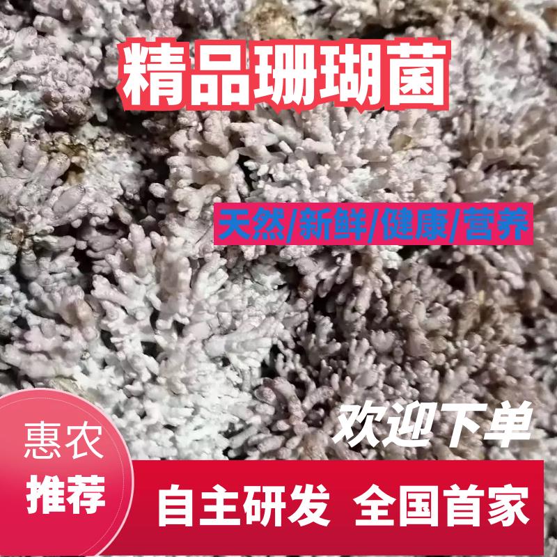 珊瑚菌 鮮貨 野生
