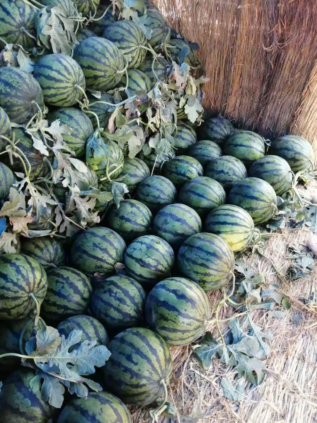 美都西瓜  西瓜