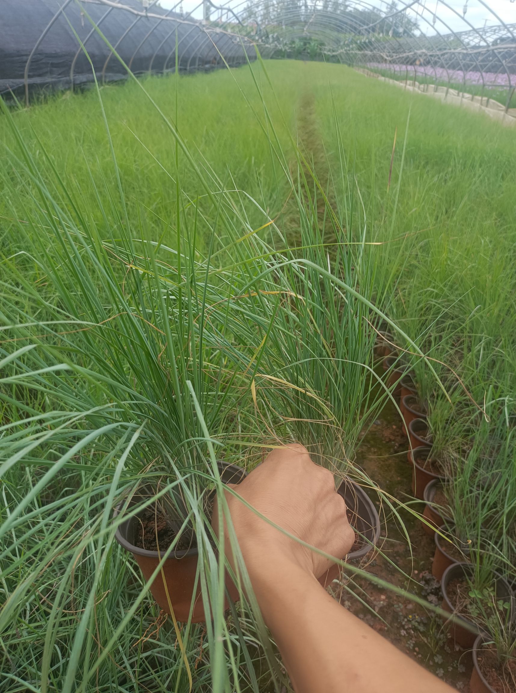 坡地毛冠草 毛冠草  双色盆毛冠草 毛冠草苗圃直供