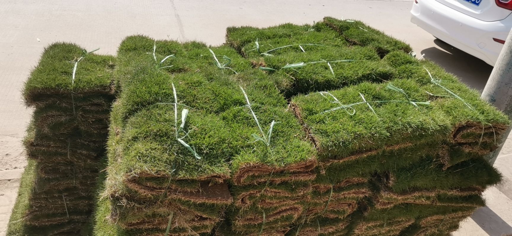 草  大量出售卷.草块.大叶油草