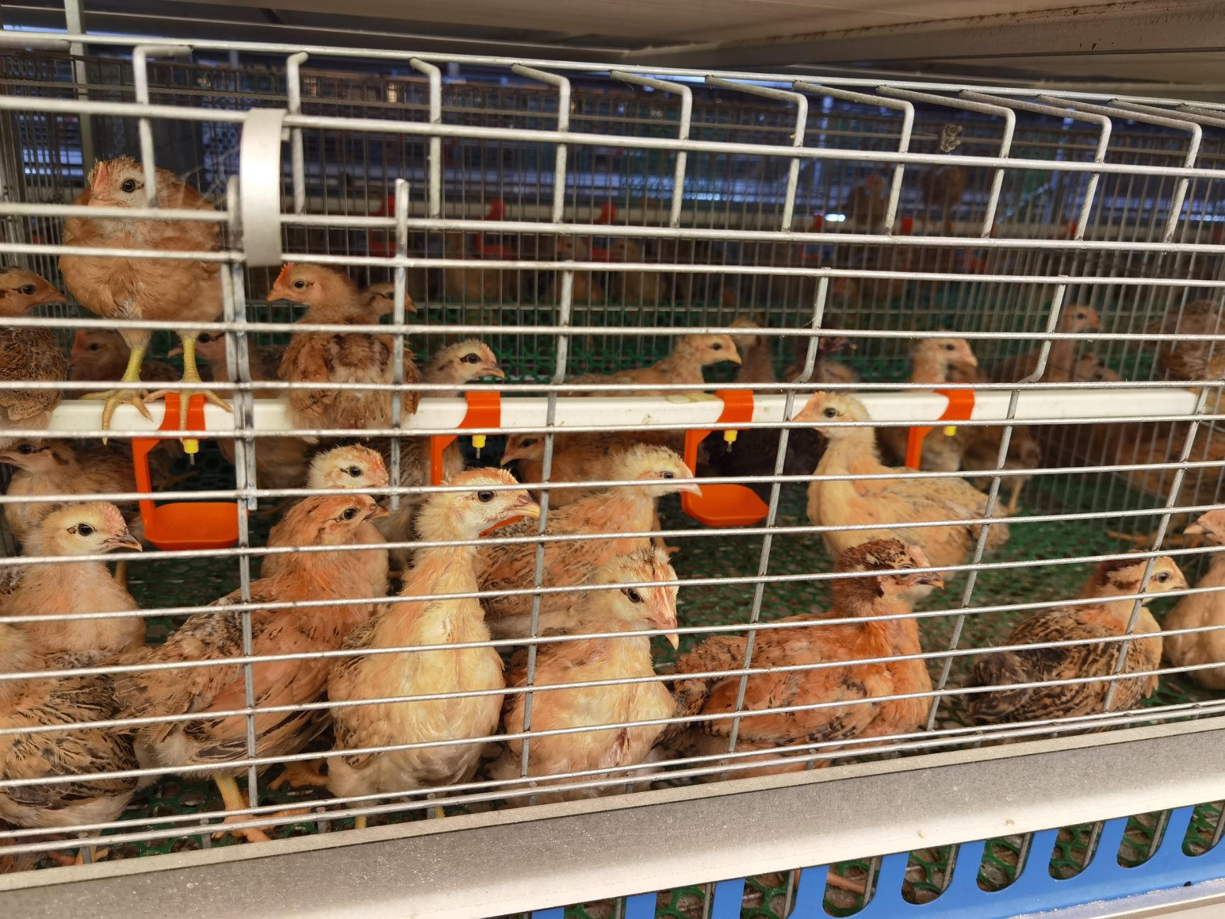 土鸡 灵山土母脱温童鸡