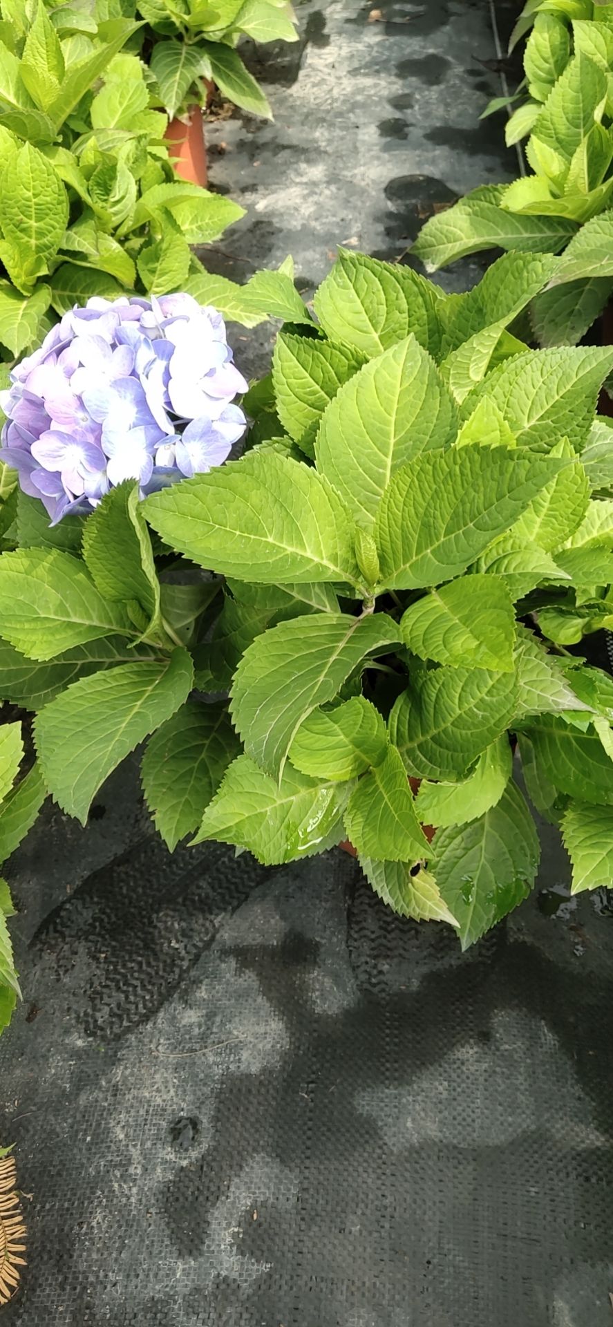  自产自销各种规格无尽夏绣球