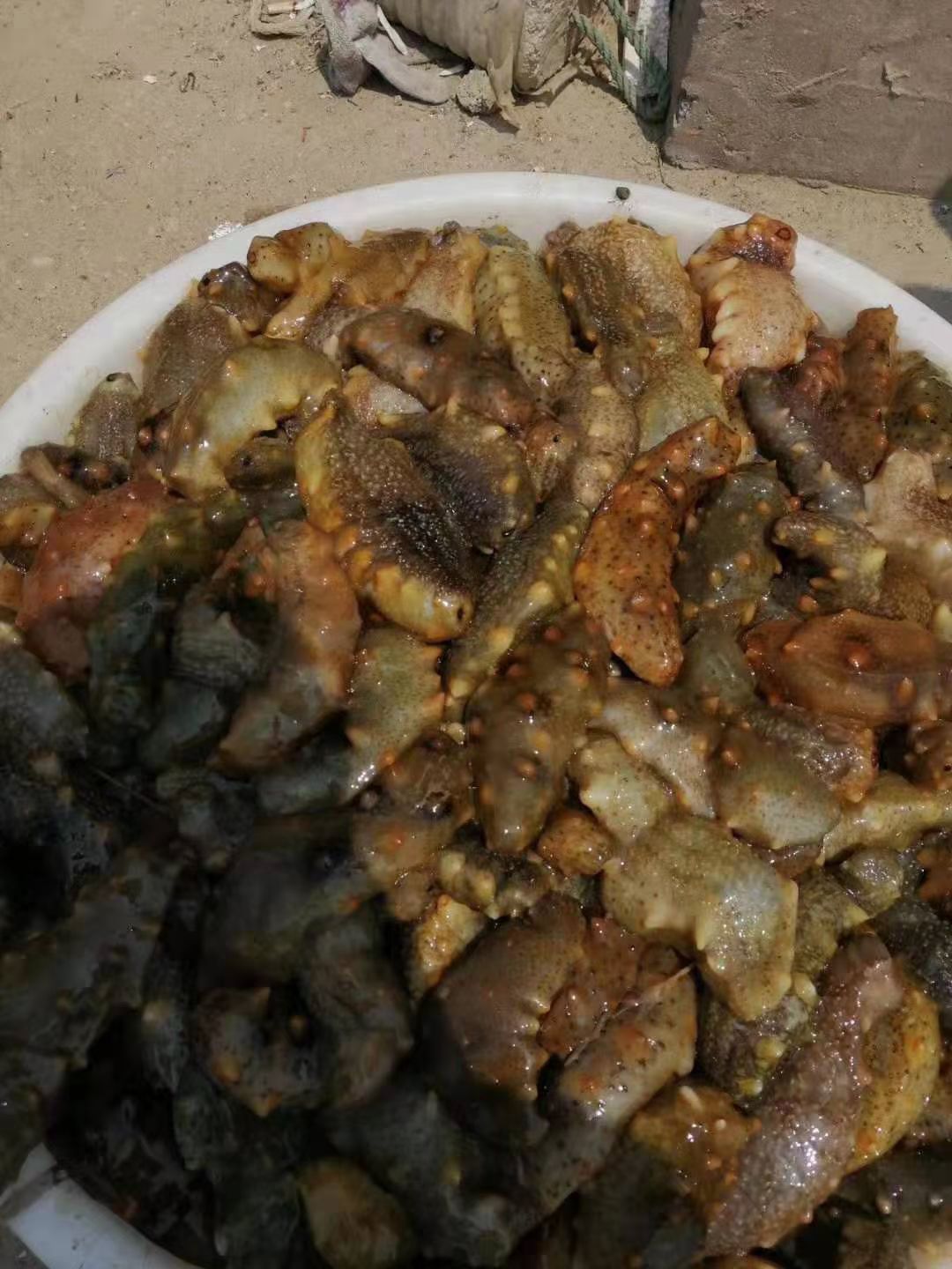  长岛干海参 拉缸盐海参