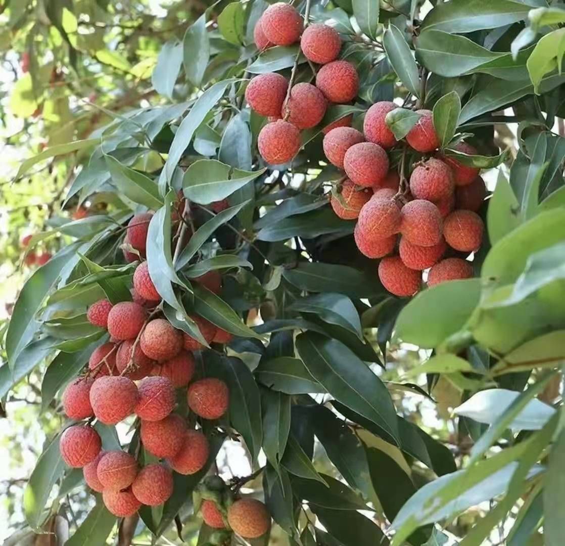 福建黑叶荔枝，货好价格便宜，有需要的抓紧联系