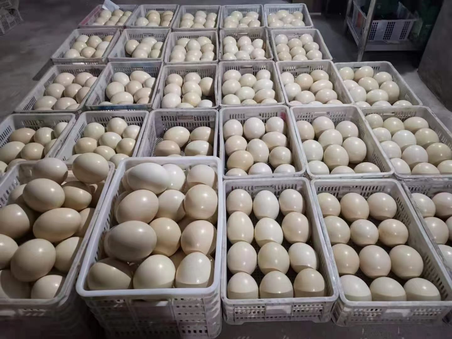 特种蛋 近期鸵鸟蛋 全部是新鲜的厂家直销