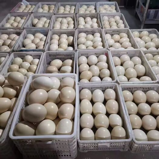 嘉祥县特种蛋 近期鸵鸟蛋 全部是新鲜的厂家直销