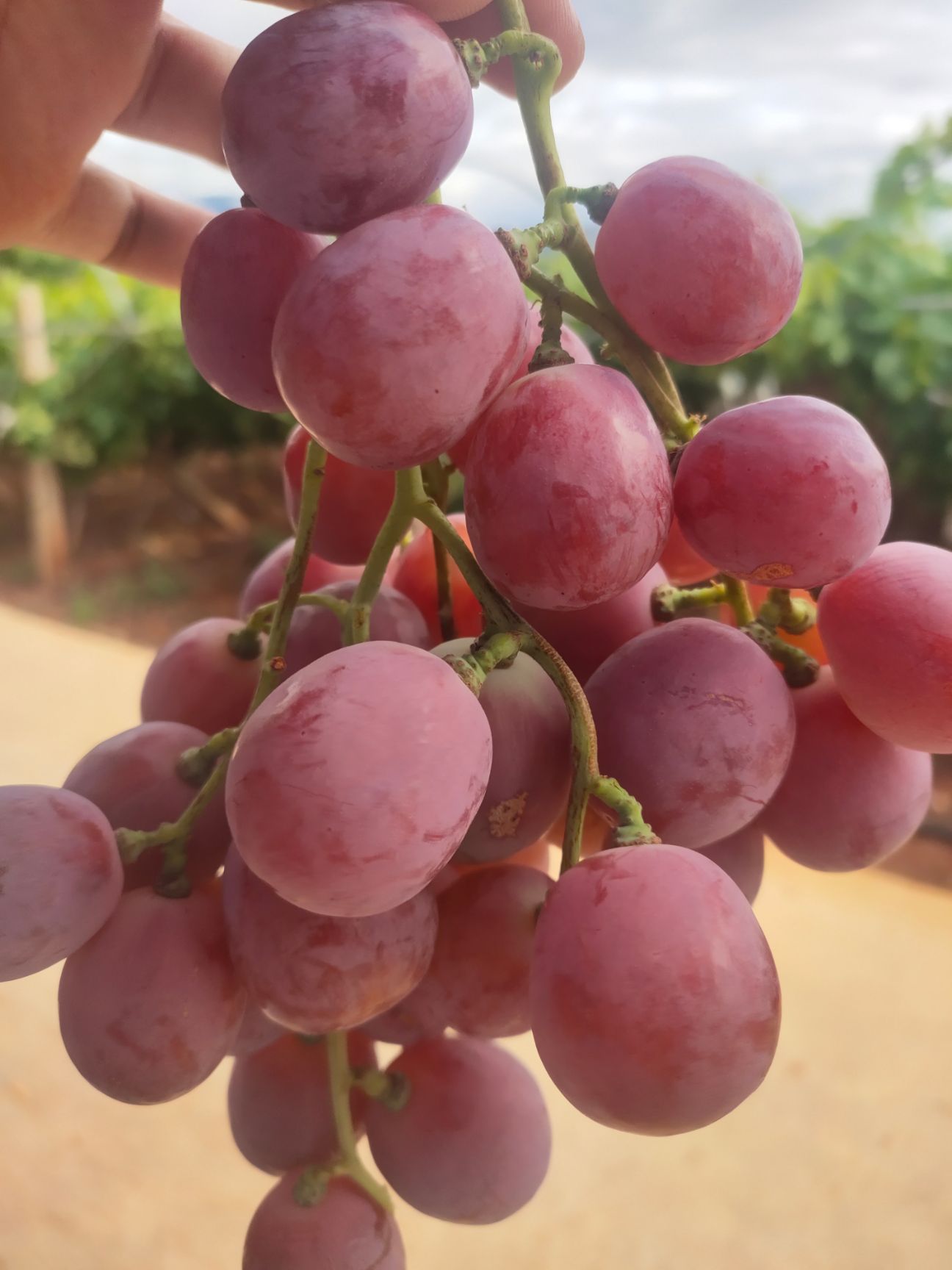 精品红提葡萄，果型好！颜色漂亮！口感好！糖度高！