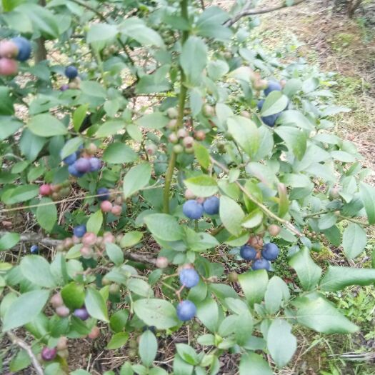 融水县蓝丰蓝莓  出售苗家高山生态鲜果蓝莓