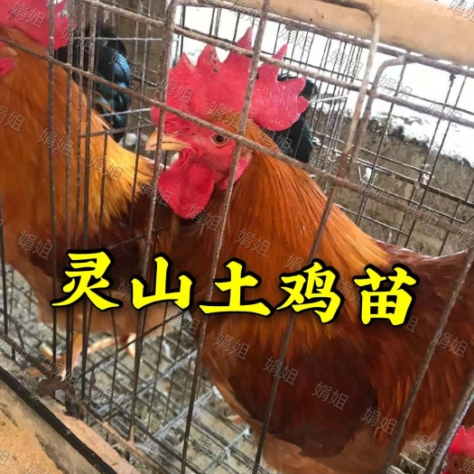 南宁爆款！ 灵山土鸡苗出壳苗，出厂疫苗（有经营许可证，放心买）