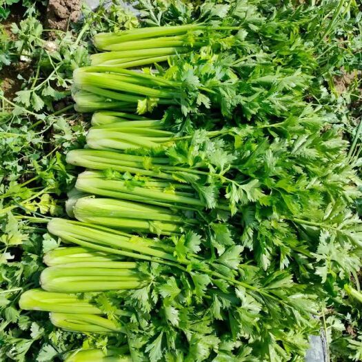 西芹  宁夏芹菜加工厂专用
