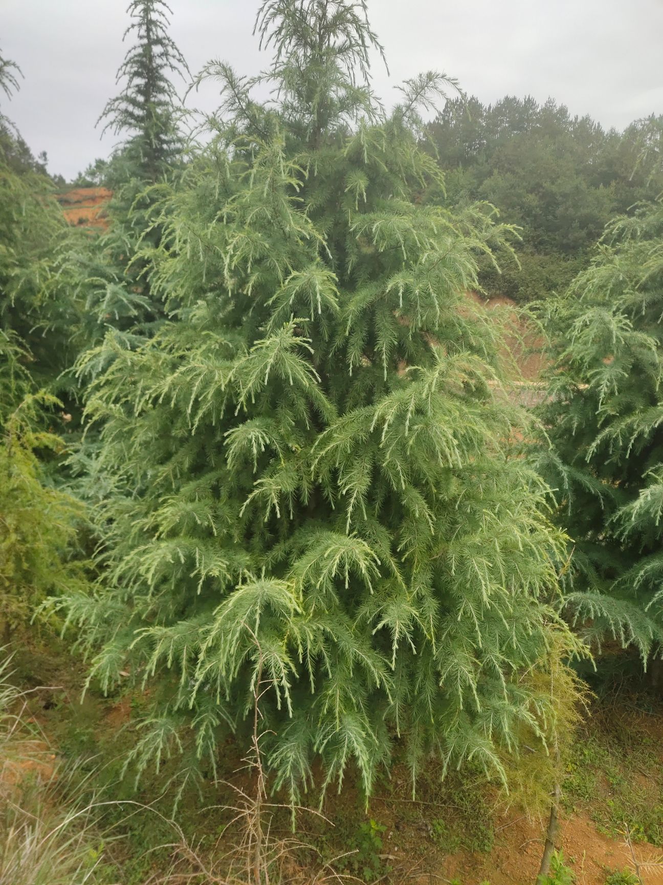 喜马拉雅雪松 雪松