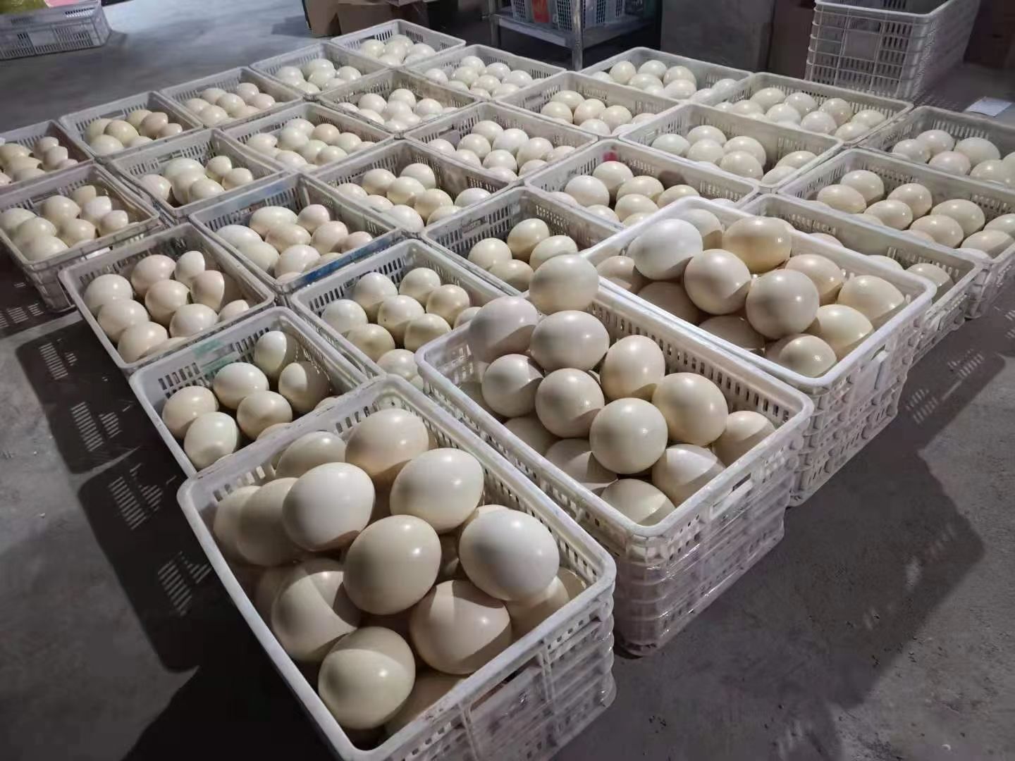 特种蛋 近期鸵鸟蛋 全部是新鲜的厂家直销