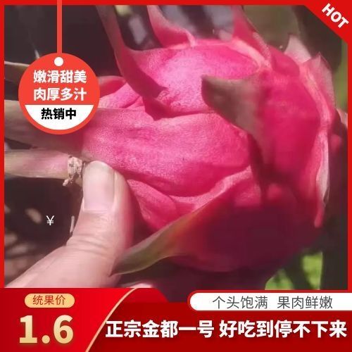 南宁金都一号火龙果  金都一号 软枝大红大量供应。果面干净 口感好。