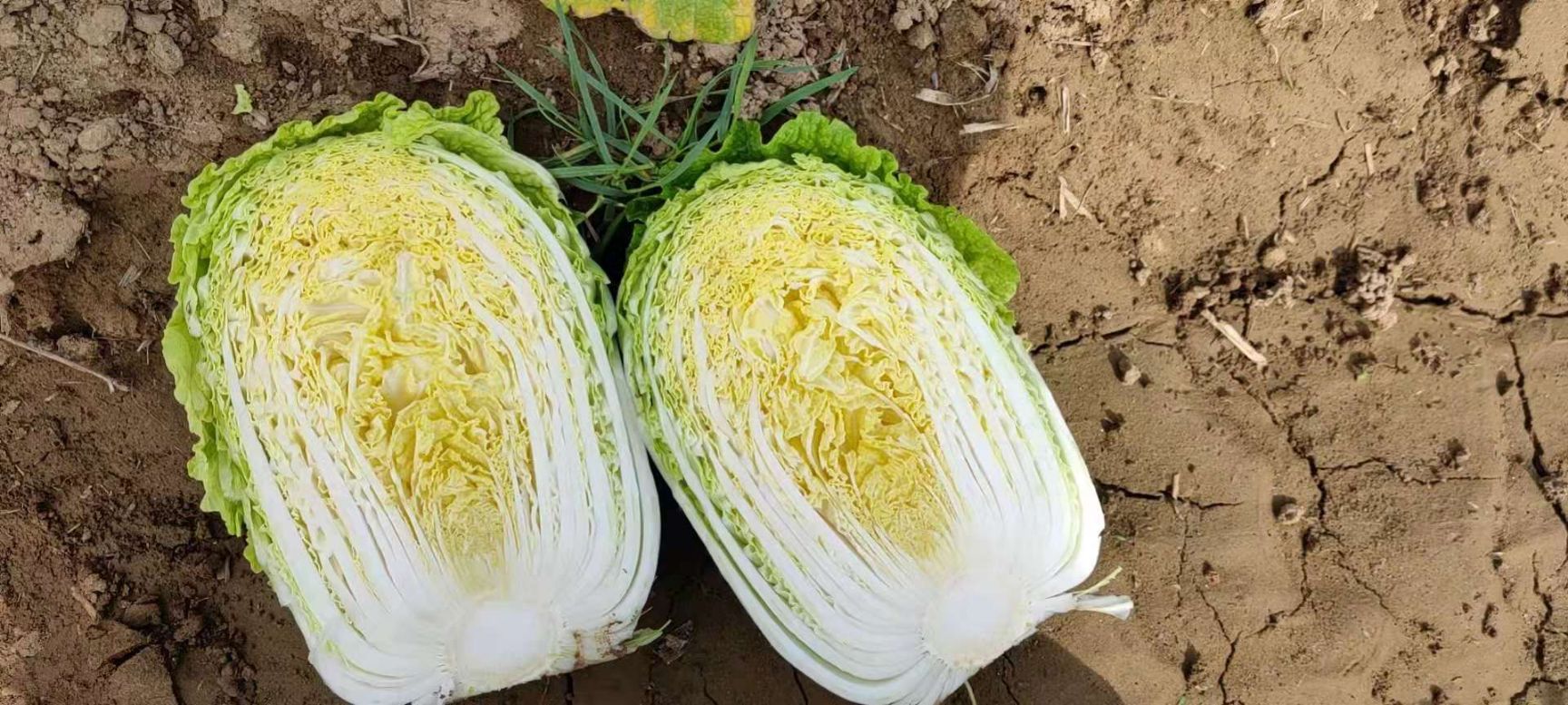 黄心大白菜 河北省张家口坝上精品玲珑黄白菜大量供应