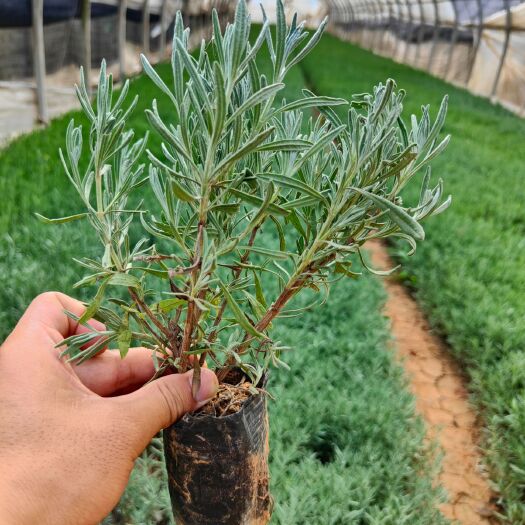 宜良县 薰衣草