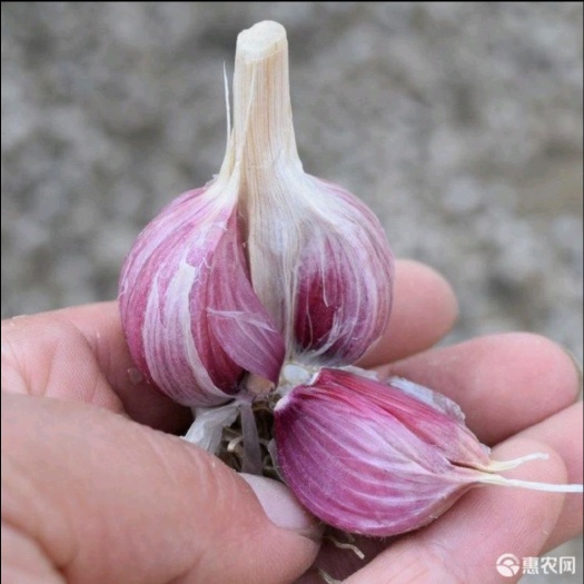金乡县金乡红根大蒜种子代发全国