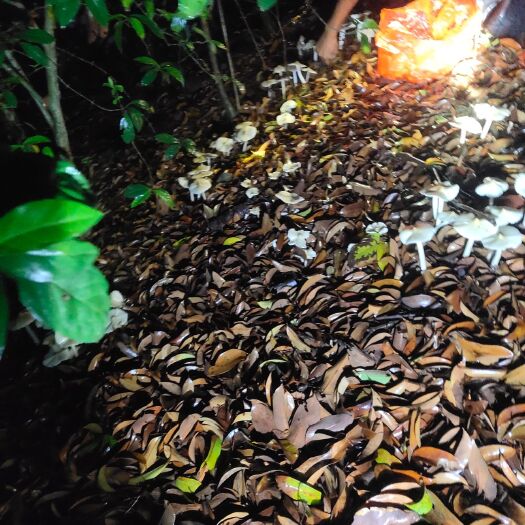 紫金县纯野生荔枝菌（鸡枞菌）