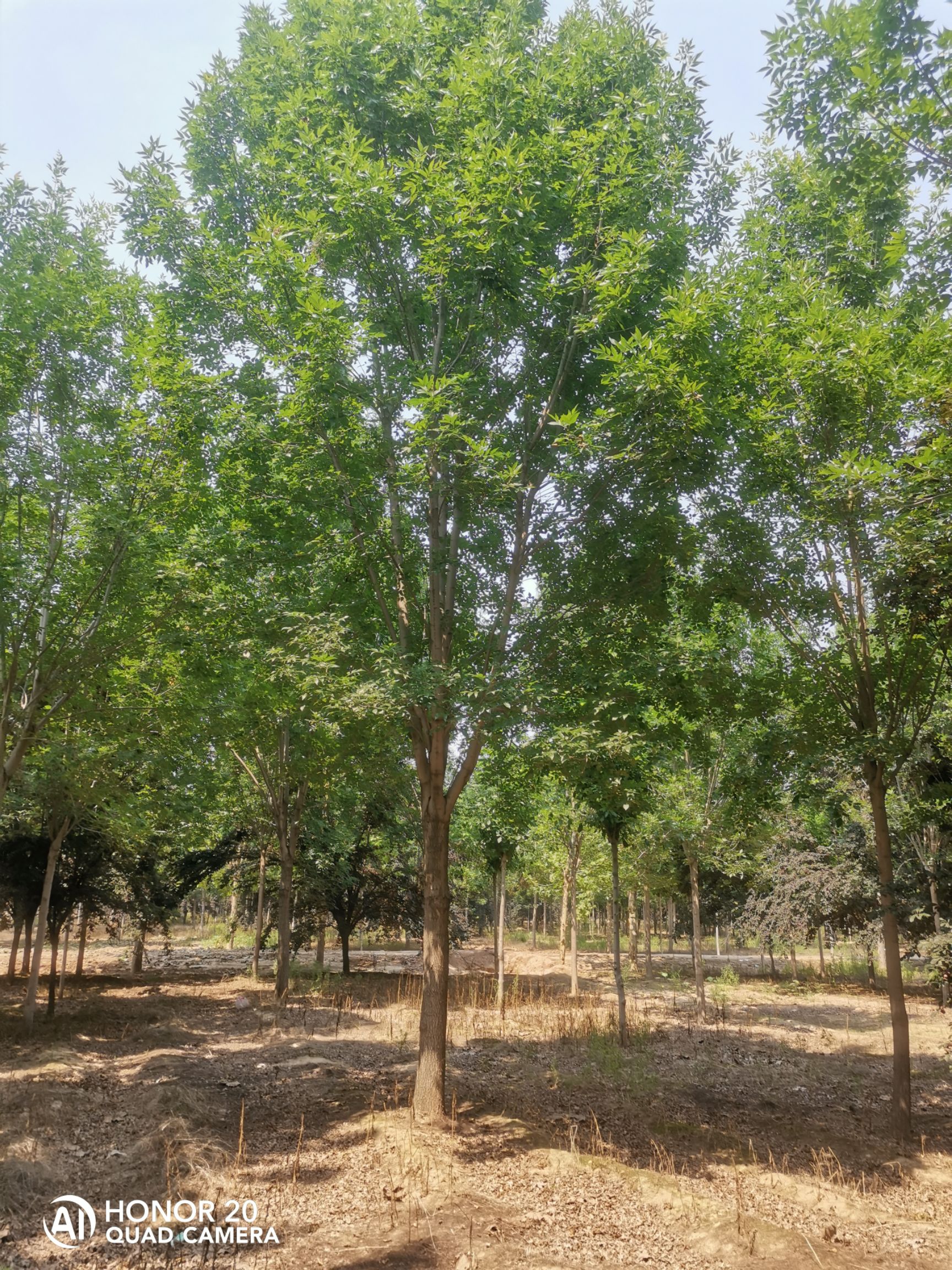 速生白蜡  16-18-20白蜡树