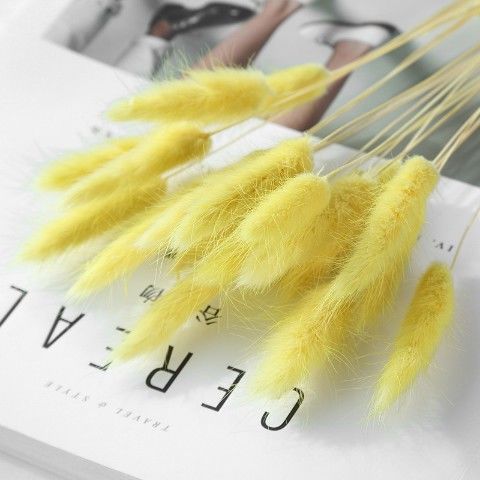 基地直销一手货源，漂亮的兔尾草干花，各种颜色可选，支持预订，