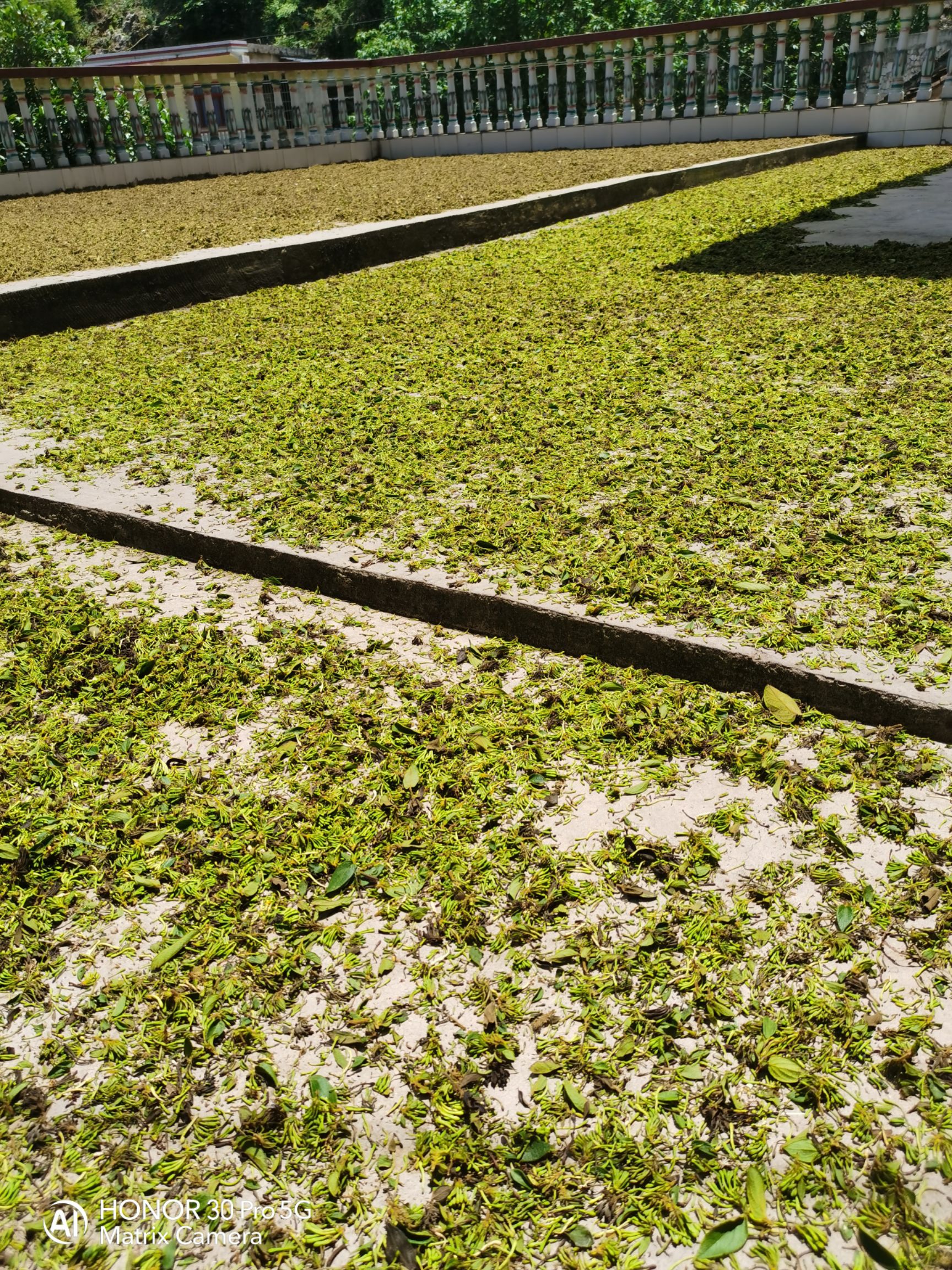  贵州金银花山银花统货产地产销药厂专用药花常年有货质量保证