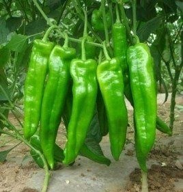 沂水县 牛角椒