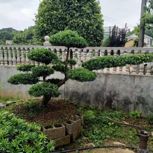 浏阳市 供应造型异形罗汉松10-16公分的