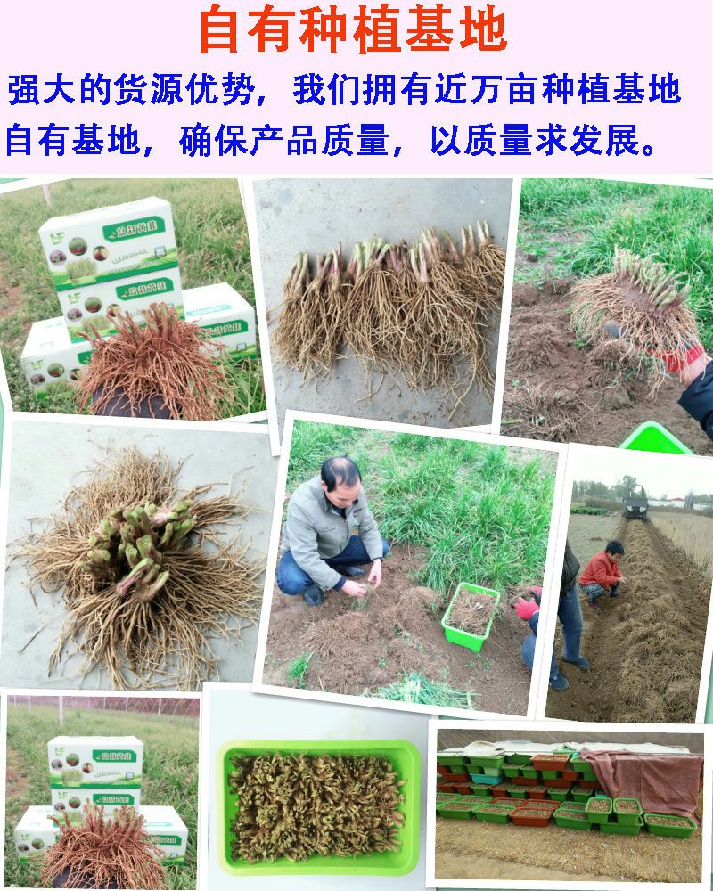 新韭菜根紫根韭菜种子韭菜苗蔬菜种子屋内盆栽植物室内阳台种菜