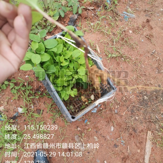 赣州虎杖苗  虎仗苗，虎仗种子，虎仗新鲜货，虎仗干货！