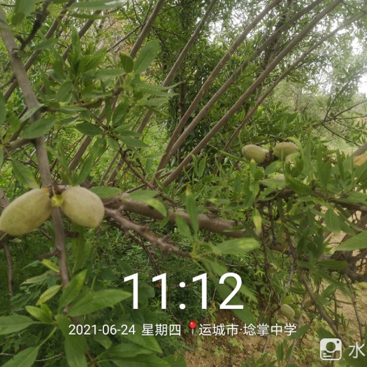 夏县巴旦木