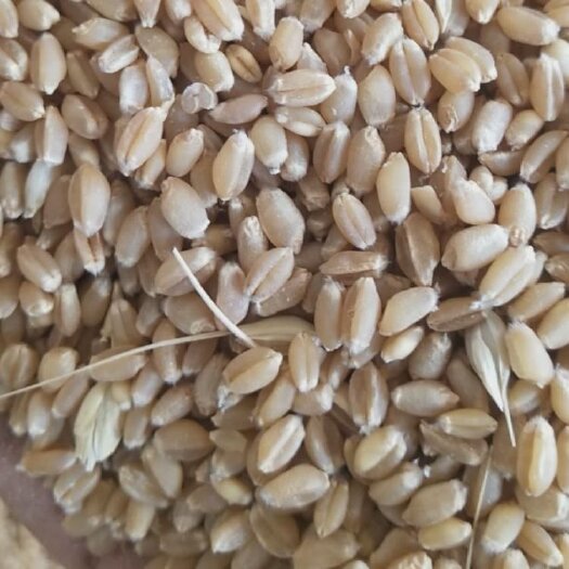 太和县24年新小麦，质量好的没脾气。数量1000吨。。