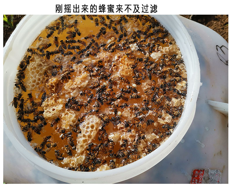 槐花蜜  农家自产天然洋槐蜂蜜秦岭洋槐蜜水白蜜