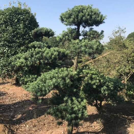 金华 造型菊花型小叶罗汉松