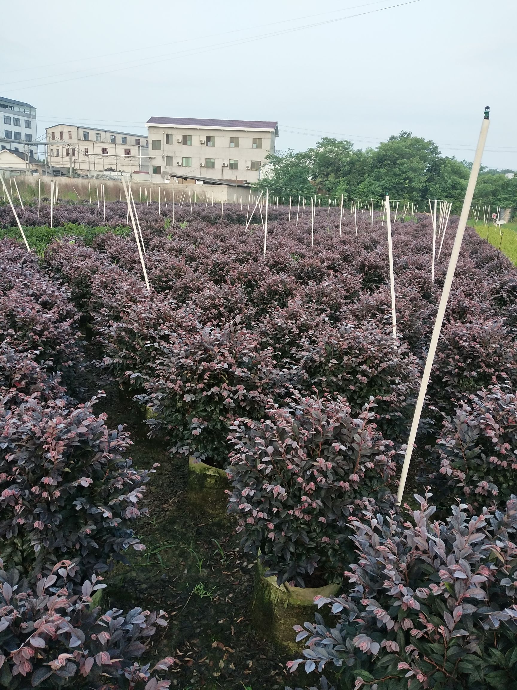 黑珍珠红继木  红花继木球 容器苗 袋苗冠幅60-70-80